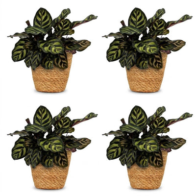 Green boutiQ - Calathea Makoyana - Pfauenpflanze - 4 Pflanzen - mit Korb - Topf 12cm - Höhe - 25cm
