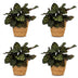 Green boutiQ - Calathea Makoyana - Pfauenpflanze - 4 Pflanzen - mit Korb - Topf 12cm - Höhe - 25cm Bild 2