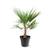 Trachycarpus Fortunei Palme - 90-100cm - Ø21 Bild 1