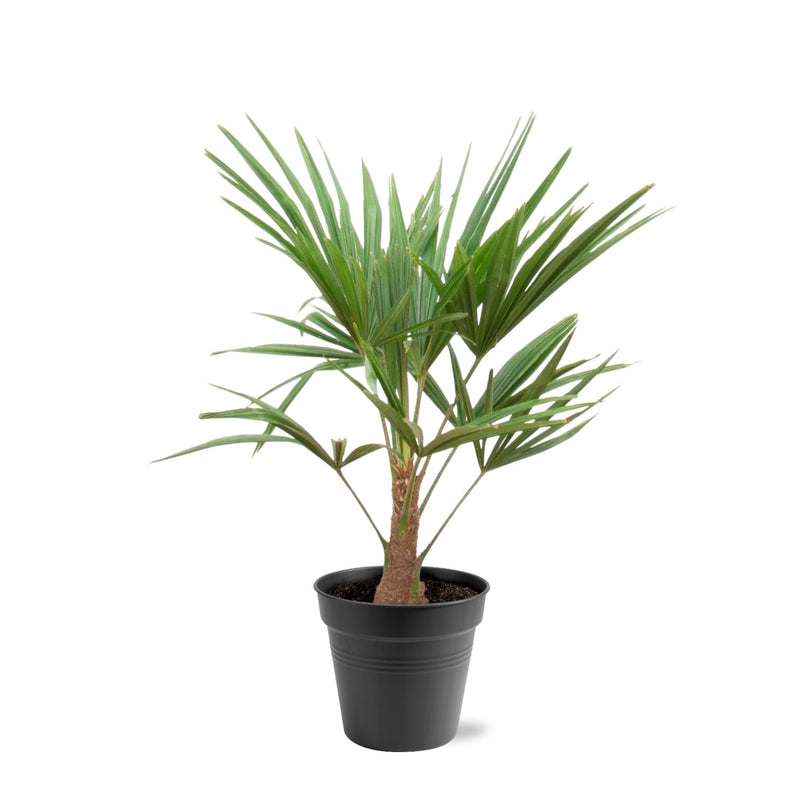Trachycarpus Fortunei Palme - 90-100cm - Ø21