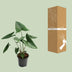 Alocasia Zebrina - 21cm Topf - 80cm Hoch - Zebra-Pflanze Bild 4