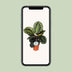 Calathea Medallion Houseplant Ø14cm - 45cm Height Bild 5