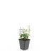 48x Euonymus fort. 'Harlequin' - ↕10-25cm - Ø9cm Bild 2