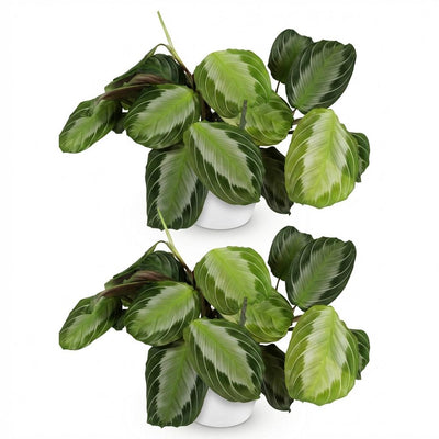 Green boutiQ Maranta Fascinator Silverband, 2x Gebetspflanzen, Topf 12cm