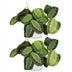 Green boutiQ Maranta Fascinator Silverband, 2x Gebetspflanzen, Topf 12cm Bild 2