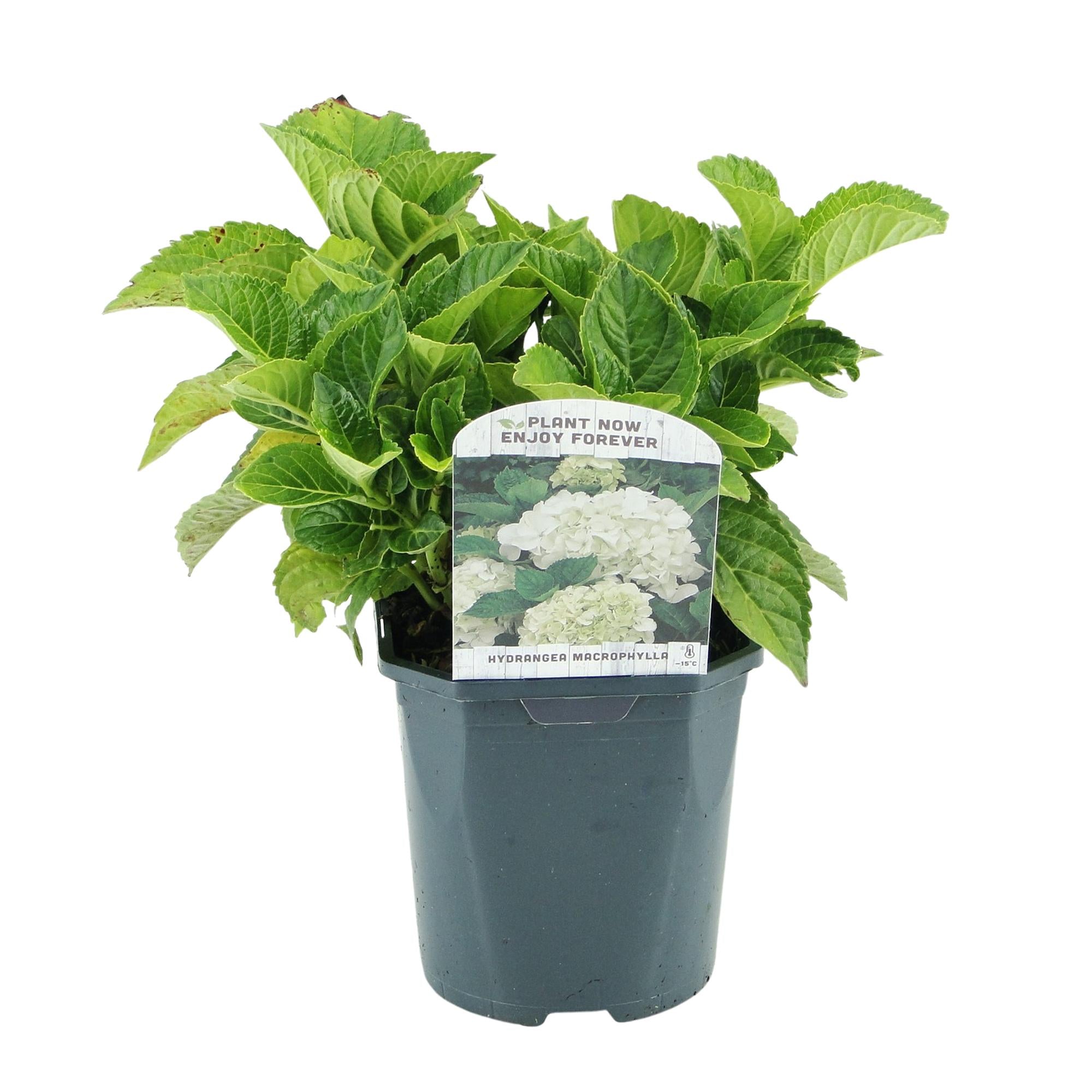 GreenboutiQ - Hortensie - Hydrangea macrophylla Weiß - Blüte Weiß  - 3 Pflanzen - 1 m2 - Laubabwerfend - Wenig Pflege - Topf 17cm Höhe 30cm