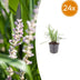 24x Liriope muscari 'Moneymaker' - ↕10-25cm - Ø9cm Bild 1