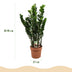 ZZ-Pflanze Zamioculcas - pflegeleicht, Topf 21cm, 80-90cm Bild 3