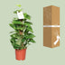 Epipremnum Aureum (Goldene Efeutute) Ø15cm - ↕60cm Bild 4