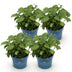 Gartenhortensie Endless Summer Love Purple, 4 Pflanzen, Lila Bild 2