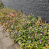 12x Blaue Kriechmoderkampagne (Ceratostigma plumbaginoides) 10-25cm Bild 7