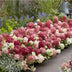8x Panicle Hydrangea Groundbreaker Ruby in 14cm pot, winter hardy, red Bild 7