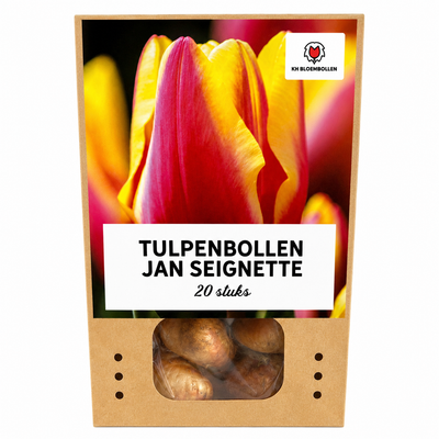 Tulpenzwiebeln Jan Seignette – 20 Stück | KH Bloembollen® | Rood-Geel Gestreepte Tulp – Klassiek & Opvallend – Voor Tuin of Pot – Maat 11/12 – Vers van de Teler