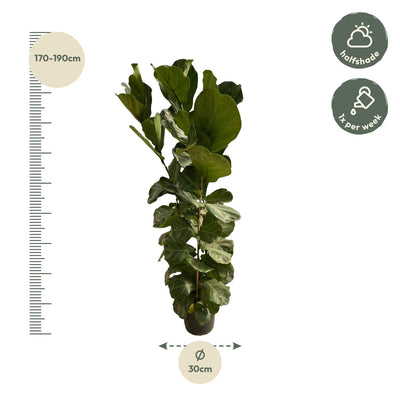 Ficus Lyrata bush - 170 cm - Ø27 Ficus