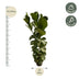 Ficus Lyrata bush - 170 cm - Ø27 Bild 2