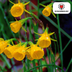 Narcissus Golden Bells 25 pieces Bild 5