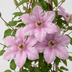 6x Clematis Hagley Hybrid - Waldrebe Hagley Hybrid - Rosa - Kletterpflanze - Ø9cm - ↕35cm Bild 3