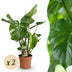 Green boutiQ Monstera Deliciosa Fensterblatt: 2 Pflanzen 50-55cm Bild 1