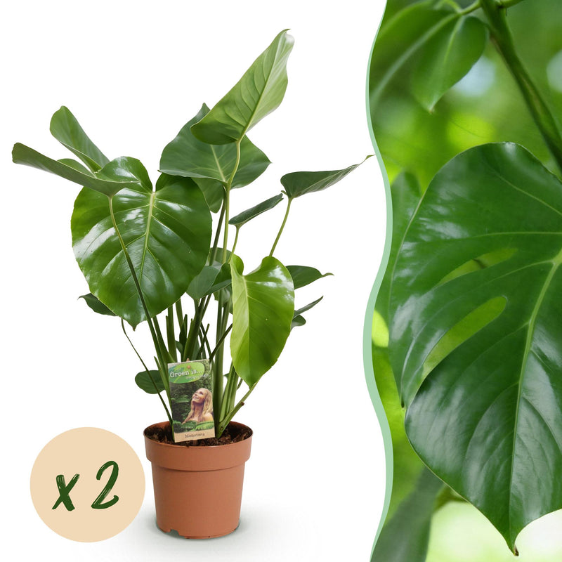 Green boutiQ Monstera Deliciosa Fensterblatt: 2 Pflanzen 50-55cm