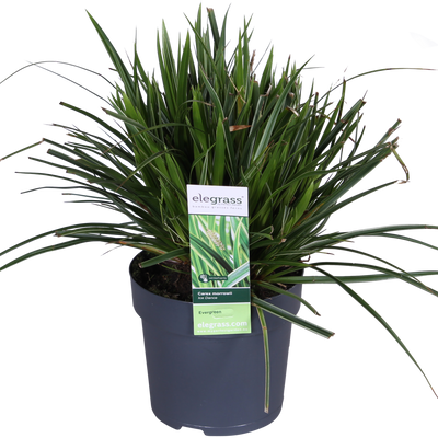 Carex morrowii 'Ice Dance' - Immergrünes Ziergras, Ø14cm, ↕30cm