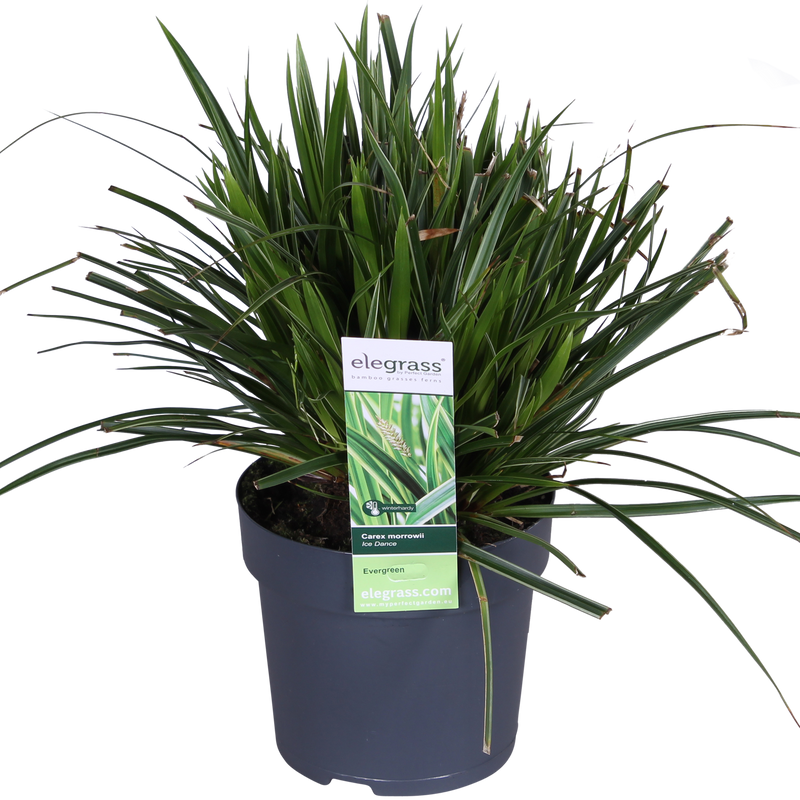 Carex morrowii 'Ice Dance' - Immergrünes Ziergras, Ø14cm, ↕30cm