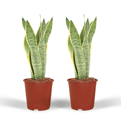 2x Sansevieria Laurentii (Frauenzunge), 40cm, ø14cm Topf