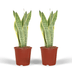 2x Sansevieria Laurentii (Frauenzunge), 40cm, ø14cm Topf Bild 1