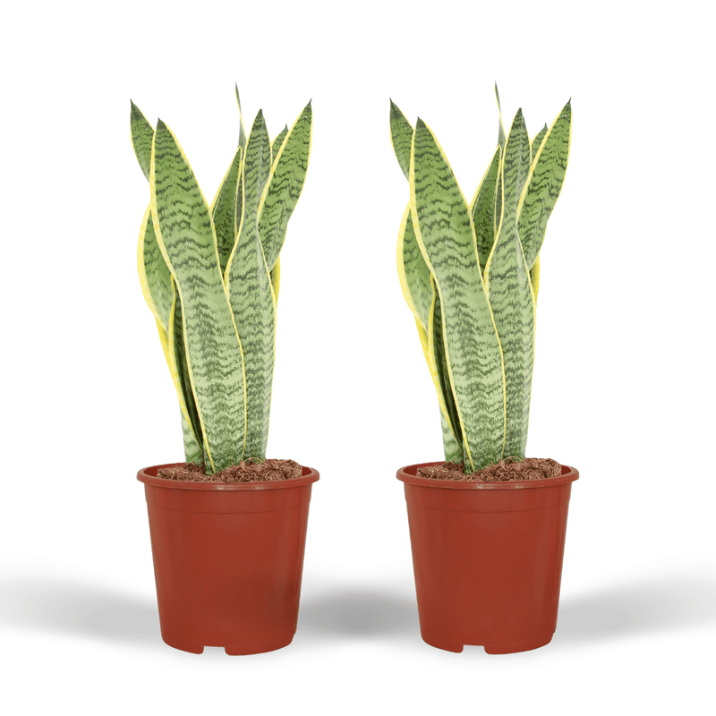 2x Sansevieria Laurentii (Frauenzunge), 40cm, ø14cm Topf