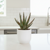 Aloe Zebrina Dannyz in terracotta pot – Radiant houseplant Bild 4