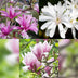 Magnolien Set: 3 Tricolour Blüten (Weiß, Rosa, Lila) - Topf 12cm Bild 4