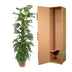 Monstera Adansonii Moss Pole - 170cm Bild 4