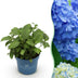 Endless Summer Hydrangea 'The Original Blue' - Winter Hardy, Blue Flowers Bild 1