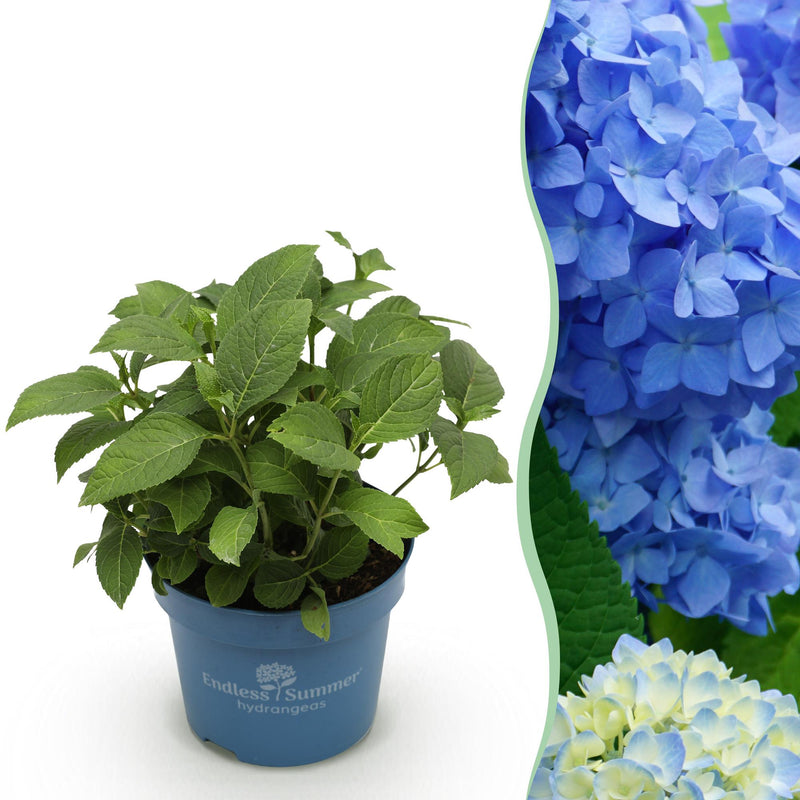 Endless Summer Hydrangea 'The Original Blue' - Winter Hardy, Blue Flowers