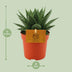Gasteria Hybride Aurora - Ø11cm - 15cm Höhe Bild 2