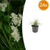 24x Luzula nivea (Schneegarben) - 10-25cm hoch, Ø9cm Topf Bild 1