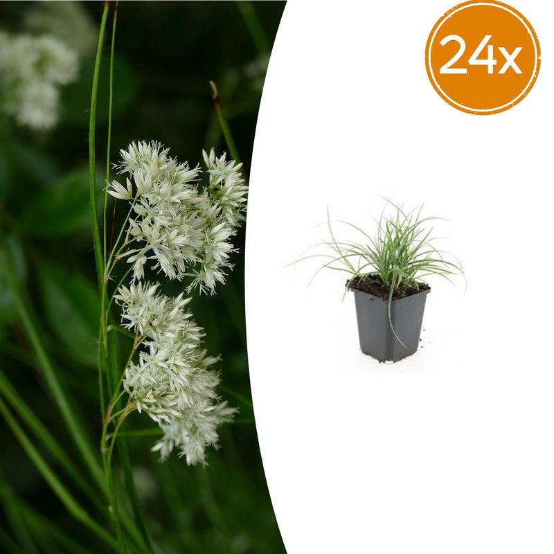 24x Luzula nivea (Schneegarben) - 10-25cm hoch, Ø9cm Topf