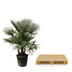 Trachycarpus Palme, mehrstämmig, 230cm, Ø50 Bild 3