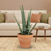 Aloe Vera Topfpflanze, 35cm hoch - Pflegeleicht & dekorativ Bild 2