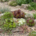 6x - Sempervivum Big Sam - Ø7cm - ↕10-12cm Bild 4