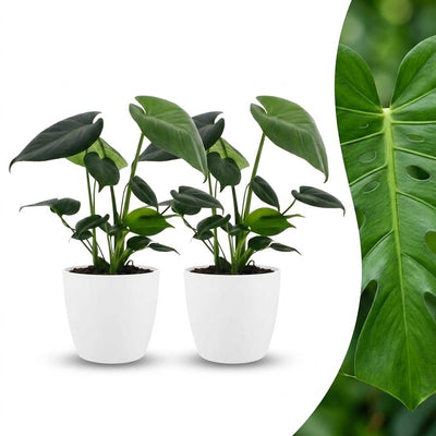 Green boutiQ - Monstera Deliciosa - Fensterblatt - 2 Pflanzen - mit Weißem Topf - Topf 12cm - Höhe - 30cm