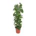 Philodendron Scandens - Hängende Zimmerpflanze Ø24cm, 120cm Bild 1