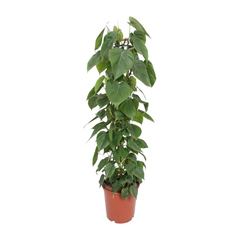 Philodendron Scandens - Hängende Zimmerpflanze Ø24cm, 120cm