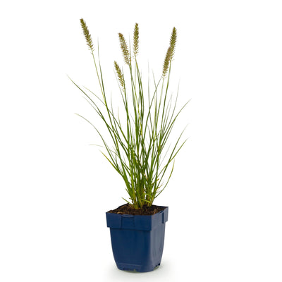 Green boutiQ - Grass - Pennisetum alop. Hameln - Fountain Grass - With Plume - Green - 1 Plant - 11cm Pot - Height 15-25cm