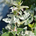 Euonymus fortunei 'Harlequin' Stamm-Pflanze, Grün-Weiße Blätter, 19cm Topf Bild 8