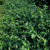 24x Euonymus fort. 'Dart's Blanket' - ↕10-25cm - Ø9cm Bild 6