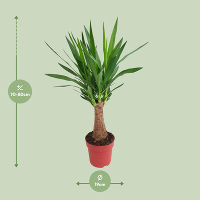 Yucca "Maya Tree" 30 Stamm P19 - Ø19cm - ↕80cm