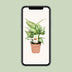 Dieffenbachia Compacta Ø17cm - ↕45cm - Decorative Houseplant Bild 5