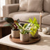 3x Baby Philodendron Tricolour Mix (Ø6cm, ↕10-15cm) - Farbenfroh Bild 3