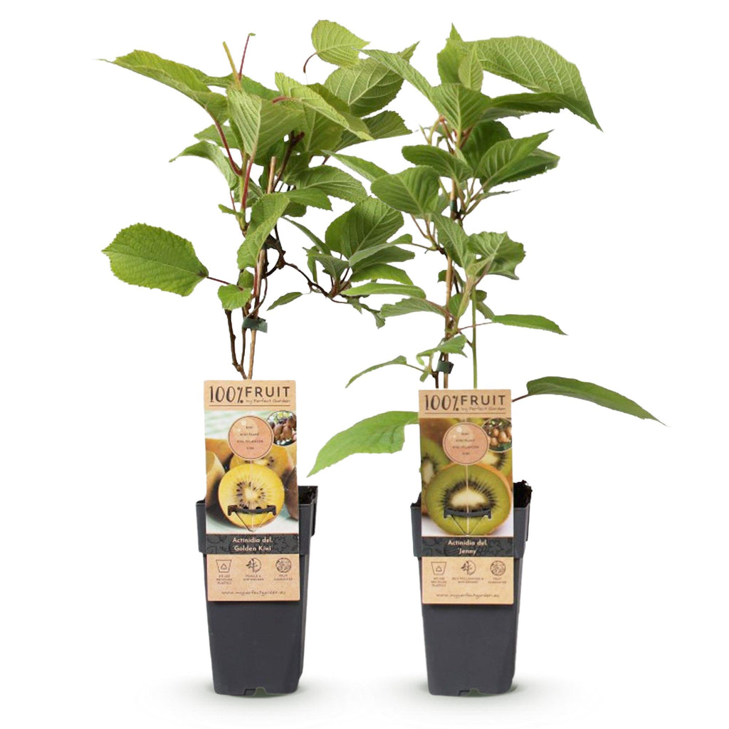 GreenboutiQ - Obstpflanze - Grüne & Gelbe Kiwi - Actinidia deliciosa Jenny & Goldene Kiwi - 2 Pflanzen - Topf 15cm Höhe 50cm