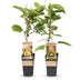 GreenboutiQ: 2 Kiwi Plants (Jenny & Gold), 50cm, 15cm Pot Bild 1